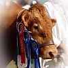 Totnes Show 2013